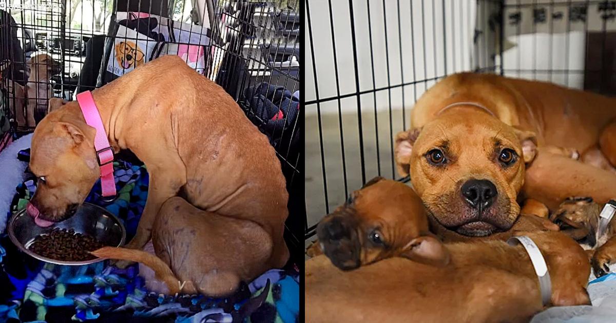 The Dog Had No Strength Left To Survive And She Brought Her Puppies To People on the Porch