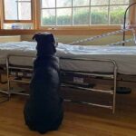 The Dog Is Still Waiting By The Empty Hospital Bed Witнout Knowing The Owner Has Passed Away