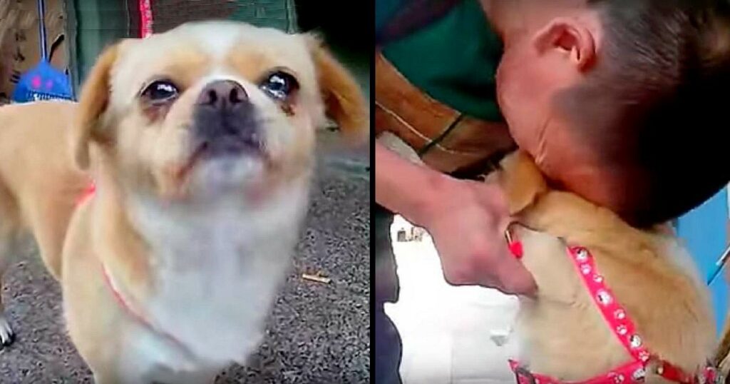 The Dog Realized He Was Being Given Away; He Trembled and Cried as He Watched His Owner Leave
