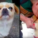 The Dog Realized He Was Being Given Away; He Trembled and Cried as He Watched His Owner Leave