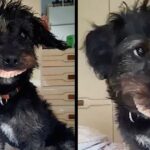 The Dog That Stole His Owner’s Teeth Becomes Viral On The Internet