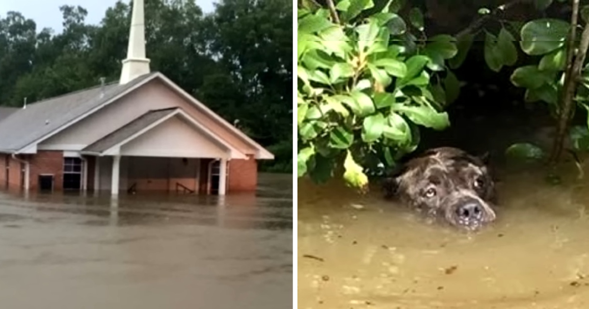 Exhausted Dogs fought For Their Lives For hours. Look who Came To Her Rescue!