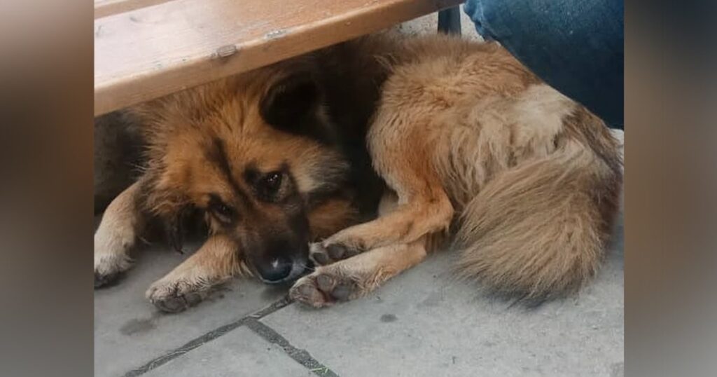 The Homeless Owner Could Not Afford To Treat Him, He Laid There Crying For Days