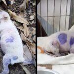 The ill dog that was left alone in the wilderness after having its coat dyed purple.