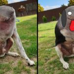 The image of a ”headless” dog makes people panic, the truth behind makes many people too surprised!