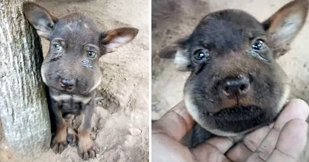 The little baby looked at people with tears in his eyes! His muzzle swelled like a balloon