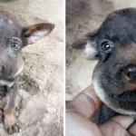 The little baby looked at people with tears in his eyes! His muzzle swelled like a balloon
