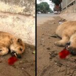 The little soul almost died from being poisoned by the roadside and a miracle happened to the boy