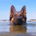 The loyal dog stayed in the water for more than 11 hours to find his owner and rescued him