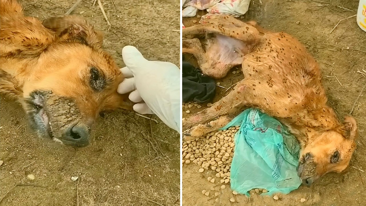 The poor girl lay alone in the desolate field, hundreds of thousands of ants almost devouring her