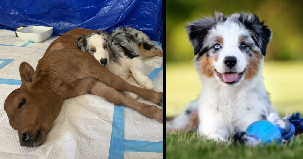 The sick calf lay alone on the ground until a dog appeared that changed everything