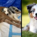 The sick calf lay alone on the ground until a dog appeared that changed everything