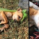 The Sick Puppy Was Thrown In The Garbage By The Owner, Saved An Angel