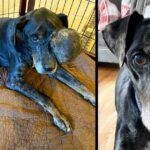 The Stray Dog With A Tumor Who Found Love In His Final Days Until His Last Breath