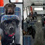 These dogs ride a bus like humans ‘and now the internet is in love’