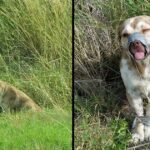 These Men Are Oνerjoyed That They Found This Dog Whose Mouth Was Taped Shut