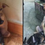 These Two Stray Puppies Were Just Rescued, And They Refuse To Stop Hugging Each Other