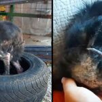 Rejected Due to Ugly Mange, She Seeks Refuge in a Cold and Frozen Car Tire