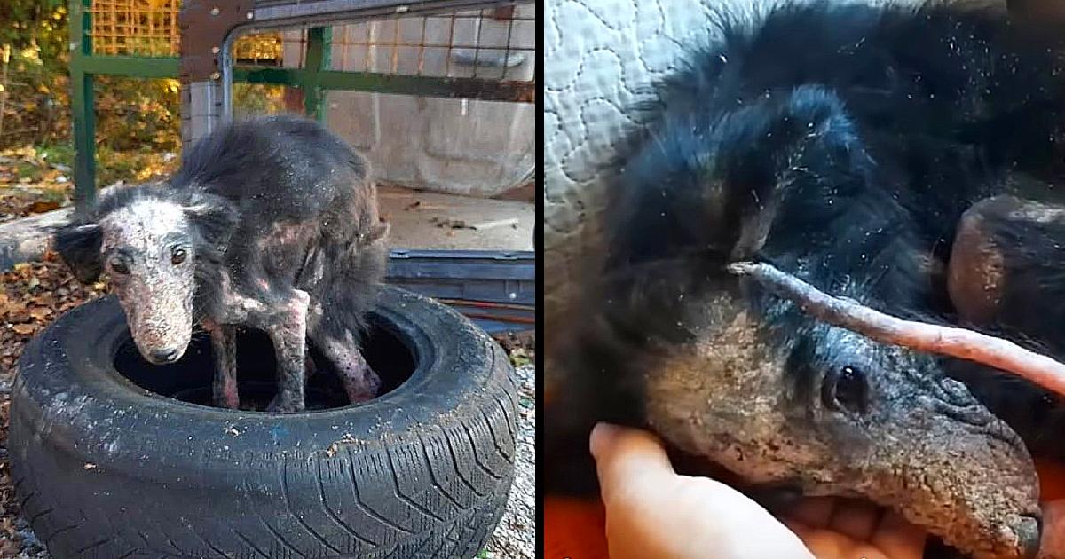 Rejected Due to Ugly Mange, She Seeks Refuge in a Cold and Frozen Car Tire