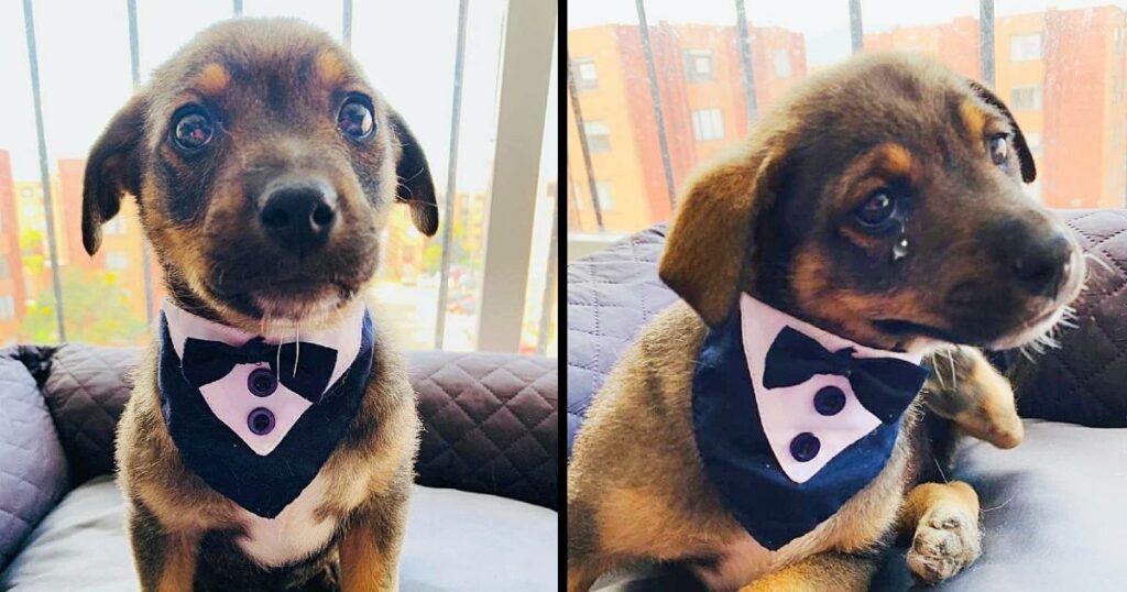 They Leave A Puppy Dressed and Upset On The Day Of His Adoption, They Regretted It At The Last Minute