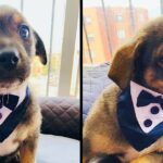 They Leave A Puppy Dressed and Upset On The Day Of His Adoption, They Regretted It At The Last Minute