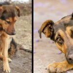 They ordered him not to move and the dog waited a week without understanding that they would not return