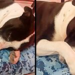 They rescue a dog that was used for street fights, he cries when they give him a bed