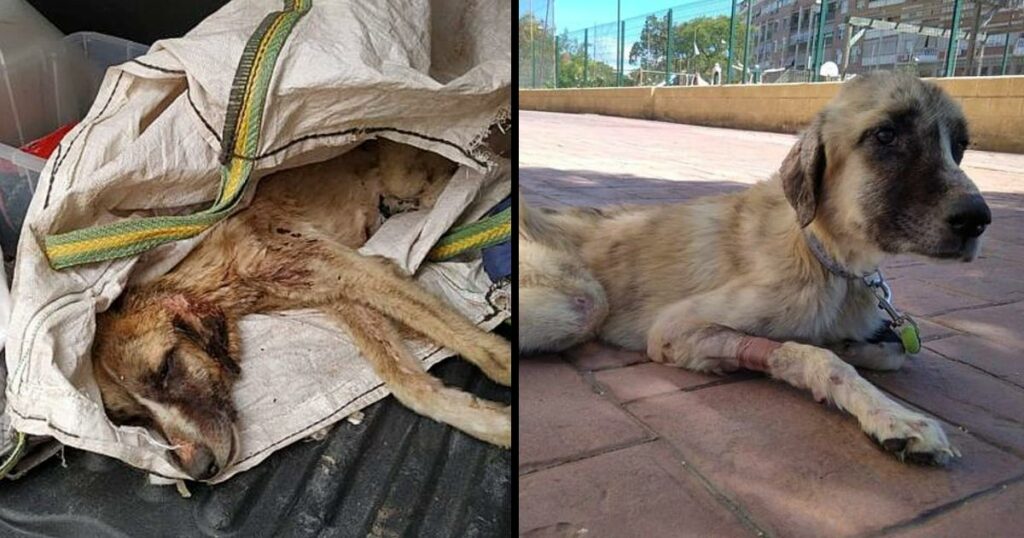 They saved him as he was about to pass away after hearing his frail cry from beneath the debris.