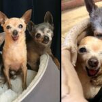 They Were Put On Kill-list After Nobody Wanted Them, The 4 Elderly And Toothless Chihuahuas Finally Are Adopted All Together