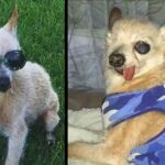 This Blind And Deaf Dog Has No Idea That He Is Different And Is Very Happy With His Family