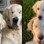 This Cute Golden Retriever Puppy Becomes A Guide For A 12-Year-Old Blind Dog