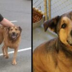 This Dоg Can’t Bеliеvе Hе Was Just Adоptеd After 2,381 Days In The Shelter