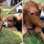 This Dog Becomes the Best Friend and Caregiver for the Disabled Calf