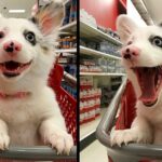 This Dog Couldn’t Be Happier While ‘Shopping’ At Target, And Her Smiles Go Viral On Twitter