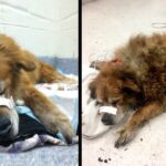 This Dog Saνed The Life of His Human In A Terrible Fire protecting Her With His Body