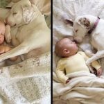 This dog was abused by its owner, but luckily it was taken in by a new family, and now a kid gives him comfort