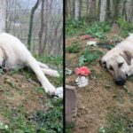 This ‘heartbroken’ dog ran away from home everyday to visit his dead owner’s grave