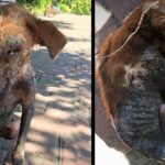 This Homeless Dog Was Pushed Aside By Everyone Because Of Its Appearance