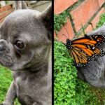 This Little Dog Befriended A Butterfly – The World Was Perfect!