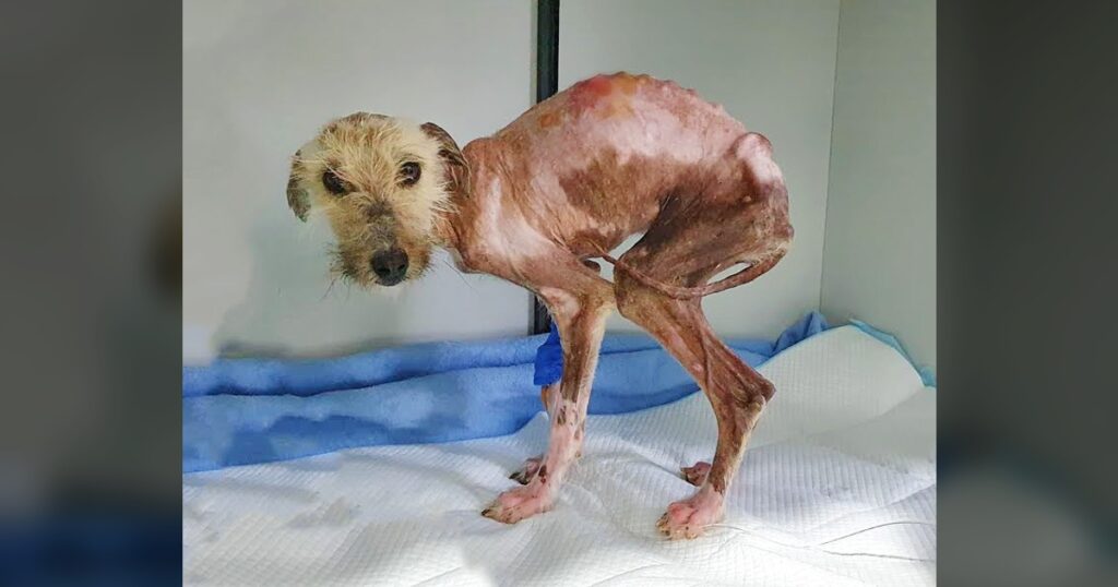 This Purely Starved Puppy Wags Her Tail To Allow To Live in An Elderly Lady Yard!