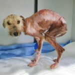 This Purely Starved Puppy Wags Her Tail To Allow To Live in An Elderly Lady Yard!