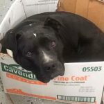 This Rescue Dog Still Sleeρs In His Cardboard Box. I Don’t know Whether To Cry, or …