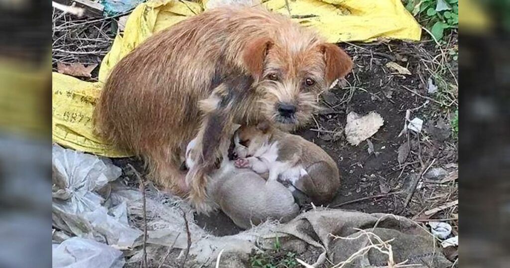 This Stray Mother Dog Uses Tearful Eyes to Beg Passersby to Take Care of Her Children