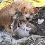 This Stray Mother Dog Uses Tearful Eyes to Beg Passersby to Take Care of Her Children