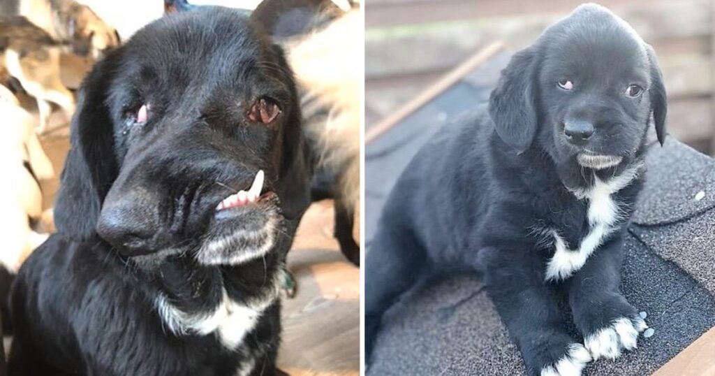 Dog Begs Them To Look At Her Heart And To Not Afraid Of Her Appearance