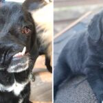 Dog Begs Them To Look At Her Heart And To Not Afraid Of Her Appearance