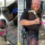 Man’s Stolen Service Dog Faints in His Arms Upon Being Reunited, Overwhelmed with Emotion