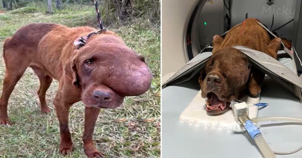 A heartbreaking sight unfolds as an unfortunate dog grapples with a massive tumor, suffering in agony, collapsed, and desperately crying out for help