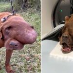 A heartbreaking sight unfolds as an unfortunate dog grapples with a massive tumor, suffering in agony, collapsed, and desperately crying out for help