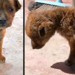 Tiny Pup, The Last Survivor Of Her Litter, Found Struggling Alone On The Road